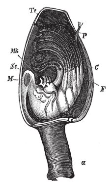 Modern gemi Barnacle veya kaz barnacle değil Vana, vintage çizgi çizme veya oyma illüstrasyon çıkarıldıktan sonra sevk.