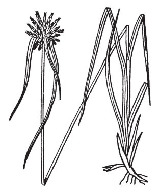 Bir resim Dischromena gösteriyor. Yıldız rush dischromena ortak adıdır. Bu bir rynchospora ve Florida yerli cinsidir. Çanak taban ve ipuçları, vintage çizgi çizme veya oyma illüstrasyon yeşil olma, beyaz.