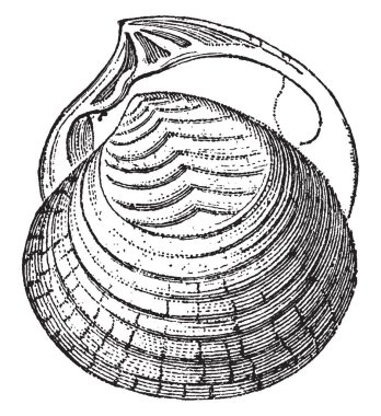 İki kabuk parçasının klasik çizimi
