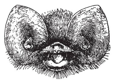Bu resimde Natalus Unicropus, vintage çizgi çizme veya oyma illüstrasyon temsil eder..