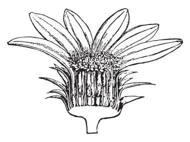 Resim bölümü, kafa, ayçiçeği bitki gösterir. Alt kısmı receptacle gösterir ve küçük pollein-tahıl yaprakları parlak sarı renk ile renk, kahverengi olan içerir. Bitki, vintage çizgi çizme veya oyma illüstrasyon ait.