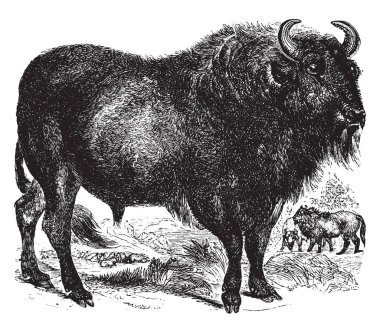 Aurochs is an extinct species of large wild cattle that inhabited Europe, vintage line drawing or engraving illustration. clipart
