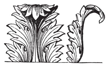 Acanthus dekorasyon acanthus dekorasyon mimari sütun, vintage çizgi çizme veya oyma illüstrasyon olduğunu.