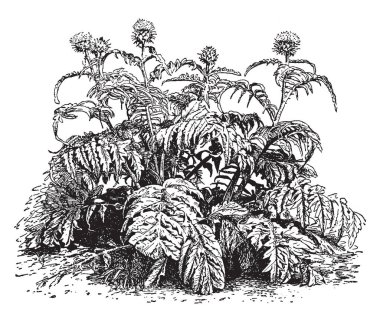 Küre enginar 4 boyunda ve 4 feet geniş büyüyor. 2-5 inç çapında bitki, vintage çizgi çizme veya oyma illüstrasyon Merkezi'nden uzun boylu bir kök üzerinde kaynaklı etli çiçek tomurcukları büyümek.