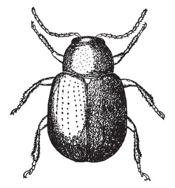 Taç matkap Paria aterrima türler, vintage çizgi çizme veya oyma illüstrasyon.