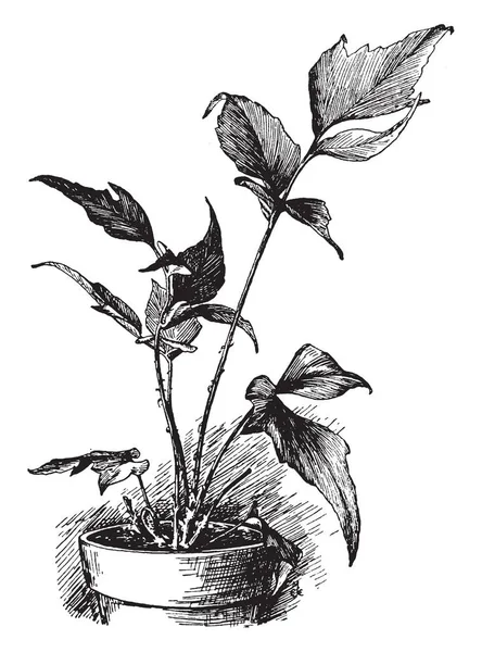 一种的图片 也被称为冬青蕨类植物 它是一个常绿蕨类植物 复古线画或雕刻插图 — 图库矢量图片