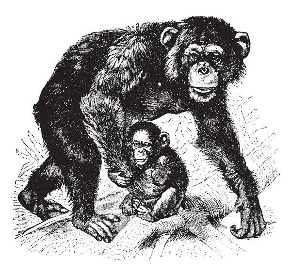 Chimpansee Bestaat Uit Twee Soorten Die Chimpansee Bonobo Vintage Lijntekening — Stockvector