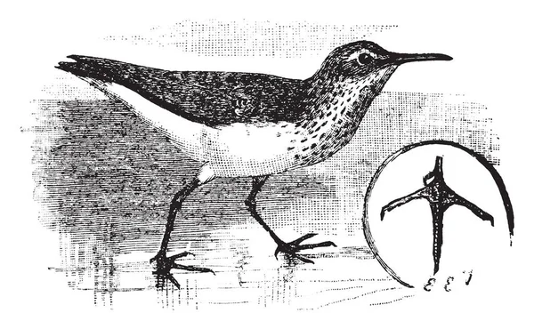 Semipalmated Sandpiper Вид Птахів Scolopacidae Сім Куликів Vintage Штриховий Малюнок — стоковий вектор