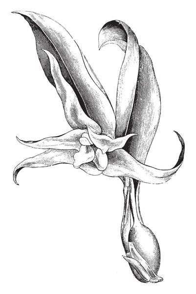 Tento Obrázek Květina Názvem Maxillaria Venusta Voskový Bílé Barevné Květina — Stockový vektor