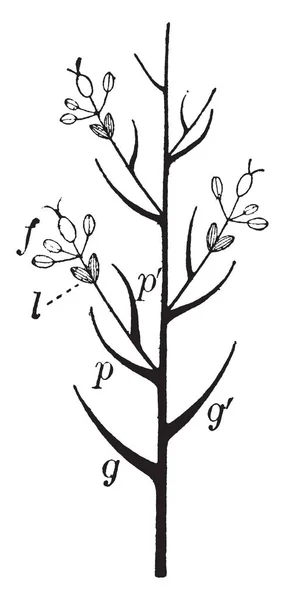 Imagen Que Muestra Hierba Splikelet Que Muestra Tallo Flores Hierba — Archivo Imágenes Vectoriales