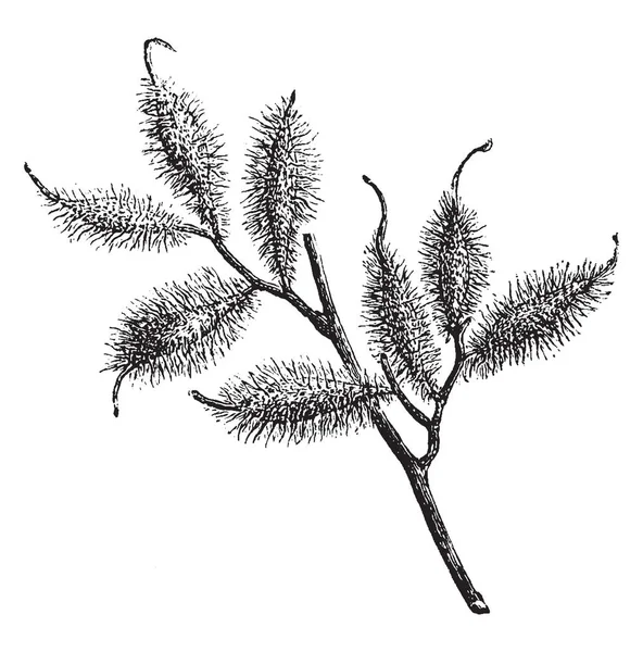 Плоды Halesia Hispida Покрытые Плотной Раковиной Волос Рисунком Винтажной Линии — стоковый вектор