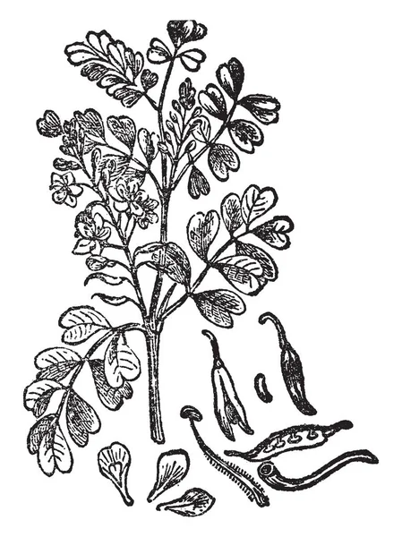 これはロッグウッドの写真 花の木の種 それは中央アメリカ ヴィンテージの線描画や彫刻イラストへのネイティブ — ストックベクタ