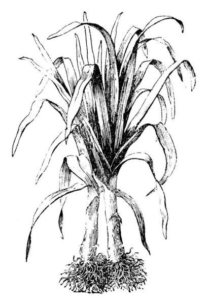 plant image. Vector illustration