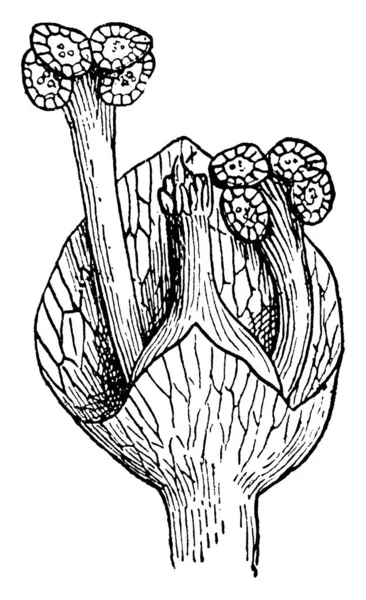 Anläggningen Bild Vektorillustration — Stock vektor