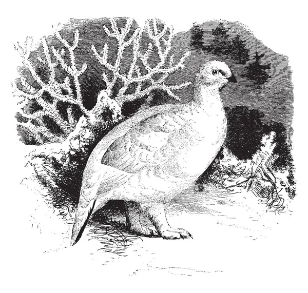 Dit Beeld Vertegenwoordigt Willow Ptarmigan Winter Vintage Lijntekening Gravure Illustratie — Stockvector