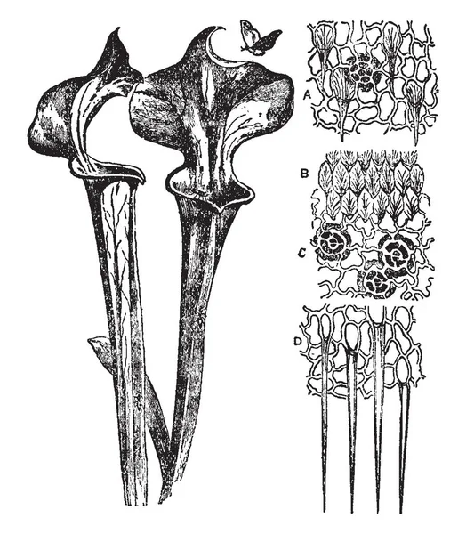 Cuadro Que Muestra Las Hojas Sarracenta Purpurea Estas Hojas Son — Archivo Imágenes Vectoriales