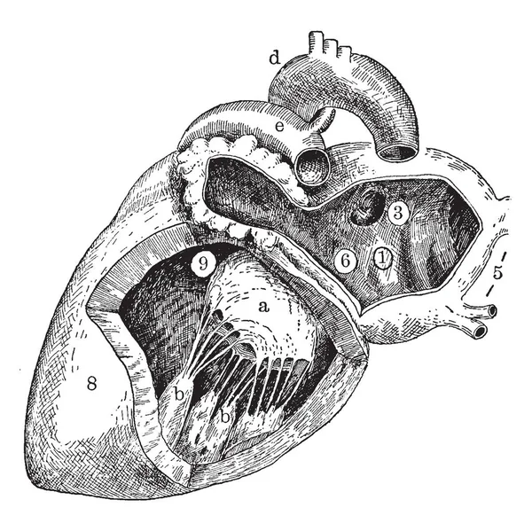 Este Diagrama Representa Lado Izquierdo Del Corazón Dibujo Líneas Vintage — Archivo Imágenes Vectoriales