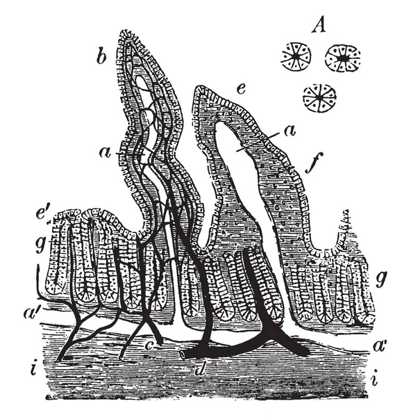 Sección Vertical Membrana Mucosa Intestinal Del Conejo Dibujo Línea Vintage — Archivo Imágenes Vectoriales