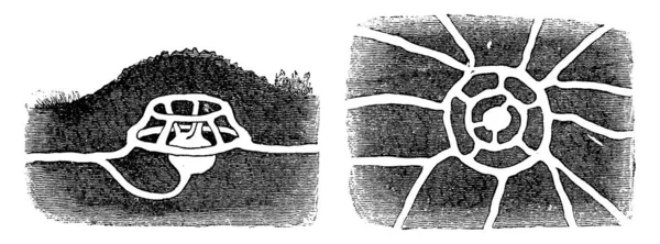 Eine Maulwurfshügelige Gravierte Illustration Vie Dans Nature 1890 — Stockvektor