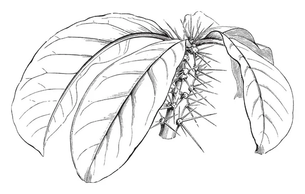 这张图片显示了植物的大叶子和茎满刺 复古线条画或雕刻插图 — 图库矢量图片