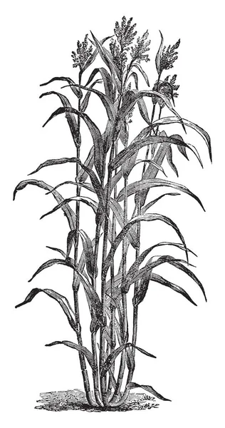 Сахарный Тростник Толстый Длинный Растет Пятнадцать Шесть Футов Высоту Ветви — стоковый вектор