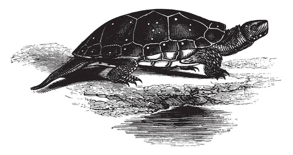 Tortuga Manchada Una Especie Tortuga Del Norte Sudamérica Tortugas Tamaño — Vector de stock