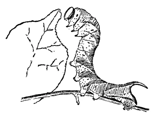 Sfenks Güve Larva Türler Her Bölge Vintage Çizgi Çizme Veya — Stok Vektör