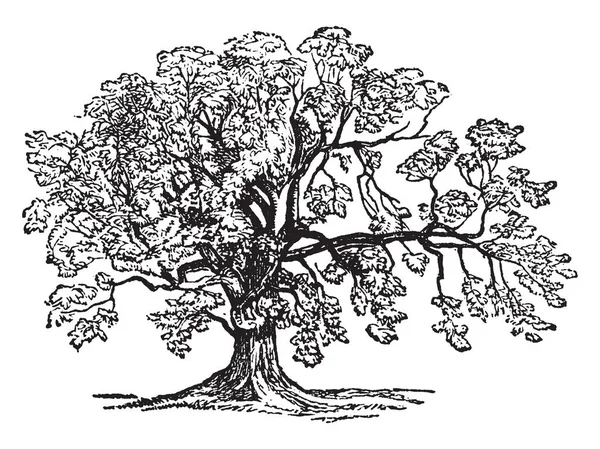 Зрелый Ясень Дерево Часто Можно Увидеть Вокруг Винтажные Линии Рисунок — стоковый вектор