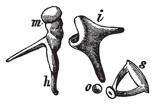 Questa Illustrazione Rappresenta Ossa Dell Orecchio Disegno Linea Vintage Incisione — Vettoriale Stock