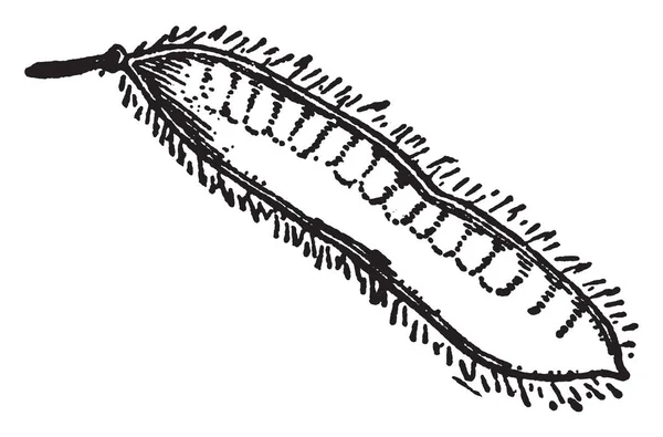 Picture Showing Legume Pod Common Broom Also Called Cylisus Scoparius — Stock Vector