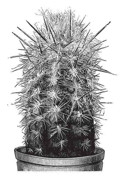 サボテンの一種で この植物の茎である Pilocereus Brunnowii の工場を建てると円柱 ビンテージの線描画や彫刻イラスト — ストックベクタ