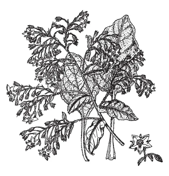 Растение Бораго Густо Цветет Листья Колючие Листья Растений Чередуются Эллиптические — стоковый вектор