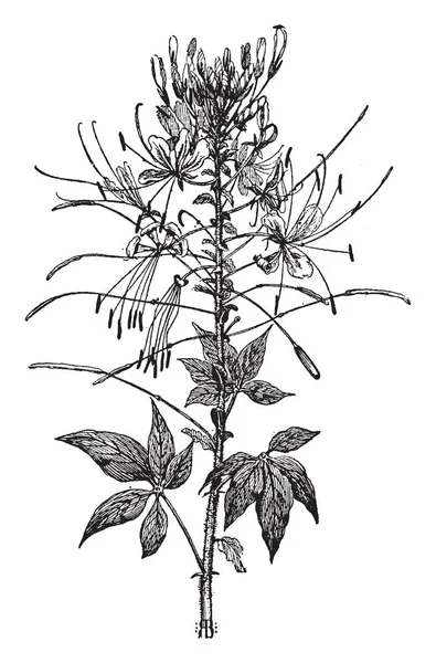 Cleome Spinosa 植物を図します クモの植物だとも呼ばれます Cleomaceae 家族に属する 工場より多くの静脈で構成されます Cleome 花が白とピンク色 ビンテージの線描画や彫刻イラストです — ストックベクタ