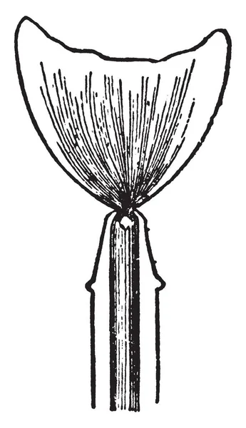 Плоские Горелки Горелки Которые Распространяют Свое Пламя Широком Тонком Листе — стоковый вектор