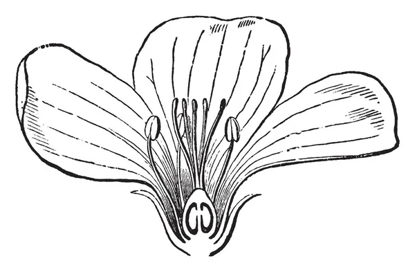 Una Foto Mostra Fiore Lino Questa Una Sezione Verticale Fiore — Vettoriale Stock