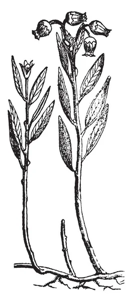 Obrázek Ukazuje Rostlina Andromeda Andromeda Polifolia Rod Který Roste Dva — Stockový vektor
