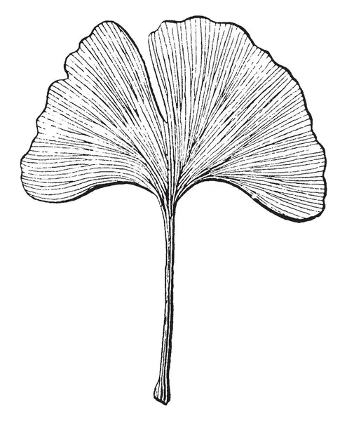 나무는 은행나무로 알려져 이것은 나무의 독특한 그것은 그것의 자신의 빈티지 — 스톡 벡터