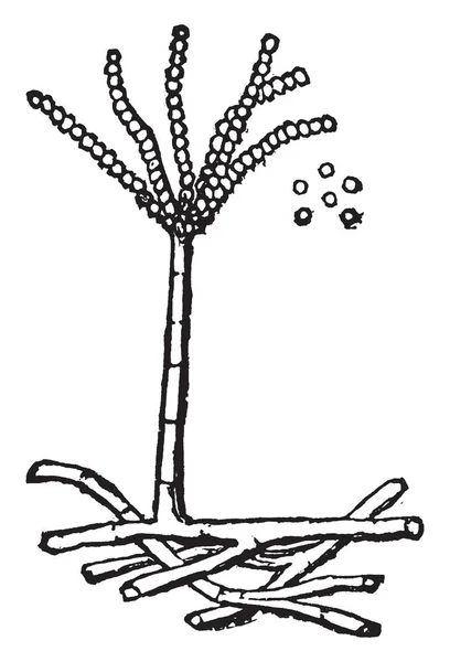 カビの生えた野菜 ビンテージの線の描画や彫刻のイラストには共通の図である チーズのカビはコウジカビ グラウクス — ストックベクタ