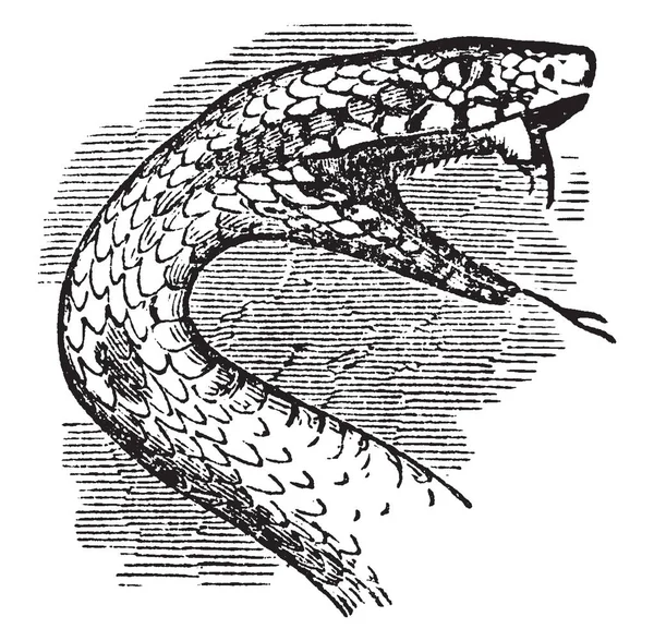 Serpent Head Prey Serpent Oven Thicker Serpent Itself Vintage Line — Stock Vector