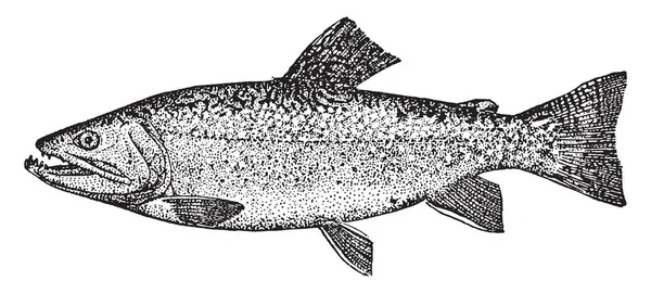 アメリカのカワマスは 淡水魚の赤い色 ビンテージの線描画や彫刻イラストです — ストックベクタ