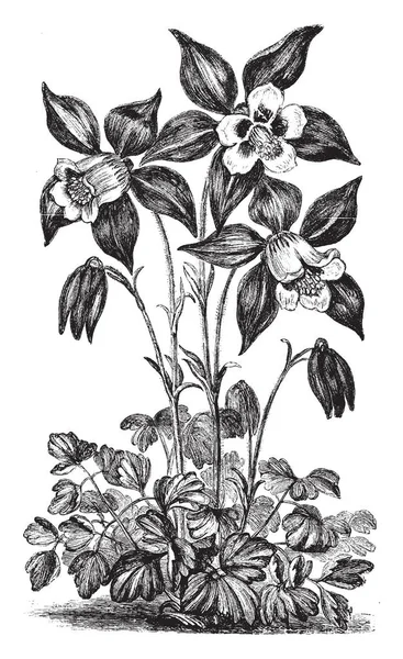 Immagine Mostra Aquilegia Glandulosa Pianta Fiore Sepali Parte Esterna Del — Vettoriale Stock