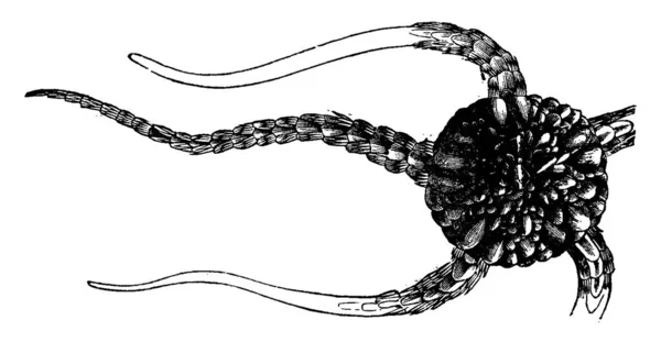 Estrela Frágil Ilustração Gravada Vintage Vie Dans Nature 1890 —  Vetores de Stock