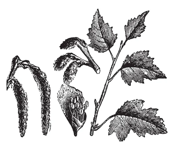 它显示了一棵杨树的树枝 上面有叶子 落叶乔木属 广泛分布在北温带 复古线条画或雕刻插图 — 图库矢量图片