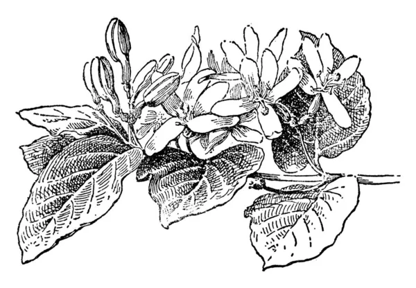 Bu bir ve aynı zamanda bir tür Hanımeli Lonicera Tatarica görüntüsüdür. Beyaz bir çifti olan kızıl kırmızı çiçekler, vintage çizgi çizme veya oyma illüstrasyon pembe.