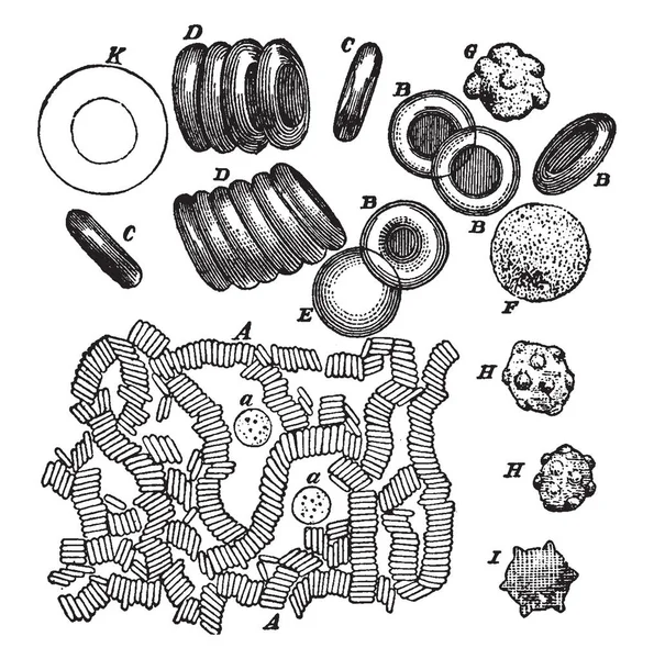 Corpuscule Blanc Traité Acide Acétique Corpuscules Rouges Ridés Crénelés Dessin — Image vectorielle