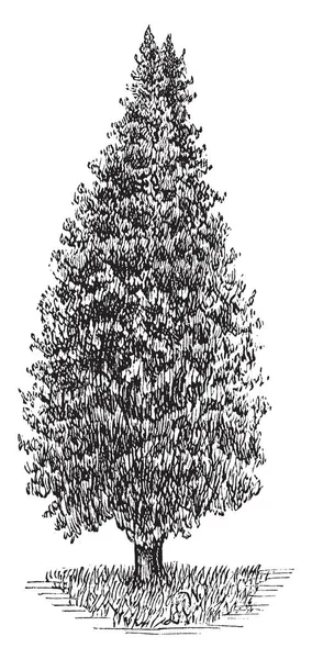Pyromidal 复古线条画或雕刻插图的树叶 Lushed — 图库矢量图片