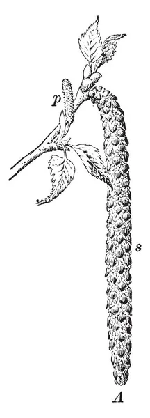Branch Birch Tree Vintage Line Drawing Engraving Illustration — Stock Vector