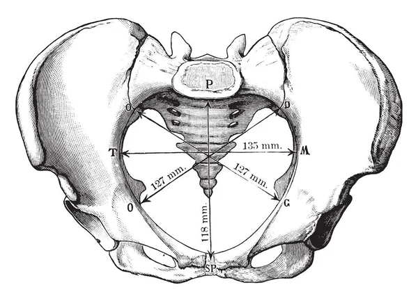 Deze Afbeelding Vertegenwoordigt Pelvic Inlaat Vintage Lijntekening Gravure Illustratie — Stockvector