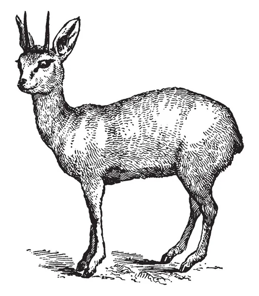 Klipspringer Pequeño Antílope Que Encuentra África Oriental Meridional Dibujo Líneas — Archivo Imágenes Vectoriales