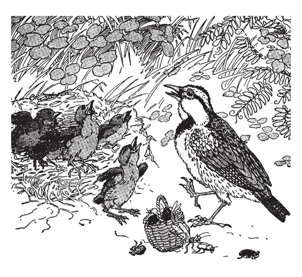 这一幕显示 鸟与幼鸟在鸟巢 昆虫从篮子里出来 复古线画或雕刻插图 — 图库矢量图片